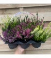 6 x Heather | Calluna vulgaris (Mixed Colours)