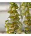 Digitalis grandiflora 'Carillon' Dwarf Foxglove 9cm