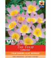 Tulip Bakerii 'Lilac Wonder' (8 Bulbs)