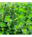 Thyme (common) 9cm