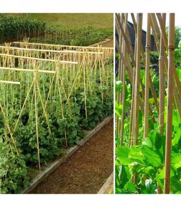 Bamboo 6ft (180cm) Natural Garden Canes, 10-12mm Thickness, Eco-Friendly