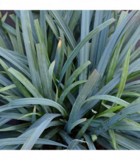 Carex 'Bunny Blue' 2L