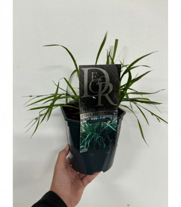 Carex 'Bunny Blue' 2L