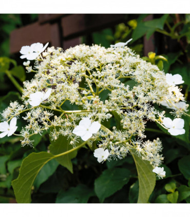 Climbing Hydrangea - Hydrangea petiolaris