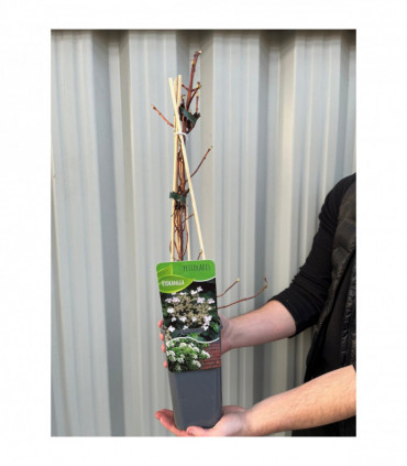 Climbing Hydrangea - Hydrangea petiolaris