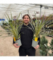 Cordyline australis 'Torbay Dazzler' 1.5L