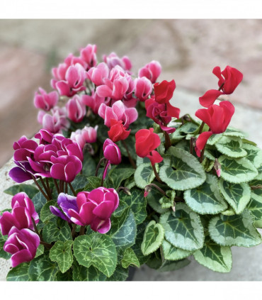 Cyclamen Mix of 3 Plants (3 x 10cm Pots)