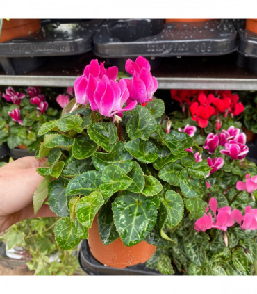 Cyclamen Mix of 3 Plants (3 x 10cm Pots)