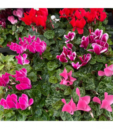 Cyclamen Mix of 3 Plants (3 x 10cm Pots)