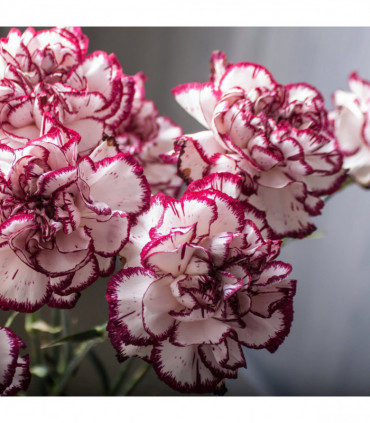 Dianthus 'Gran's Favourite' 1L