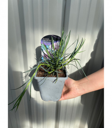 Dianthus 'Gran's Favourite' 1L