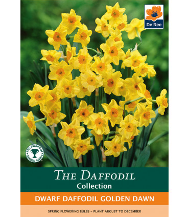 Dwarf Daffodil 'Golden Dawn' (8 Bulbs)