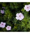 Geranium sanguineum 'Vision Pink' 9cm