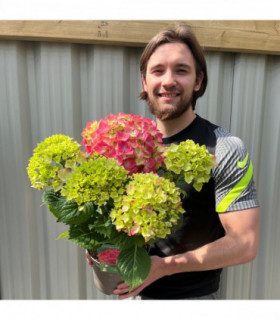 Hydrangea macrophylla  'Red Ball'