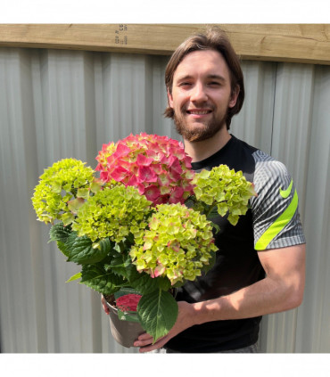 Hydrangea macrophylla  'Red Ball'