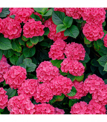 Hydrangea macrophylla  'Red Ball'
