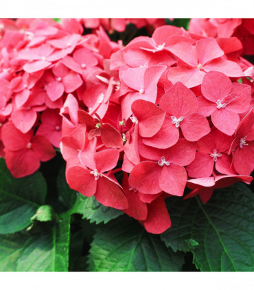 Hydrangea macrophylla  'Red Ball'