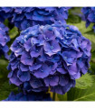 Hydrangea macrophylla 'Blue Ball'