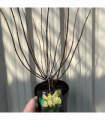Hydrangea paniculta 'LimeLight' 9cm/2L