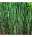 Panicum virgatum 'Heavy Metal' 9cm