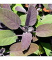 Purple Sage (Herb) 9cm