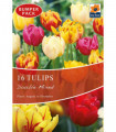Tulip Double Mixed (16 Bulbs)