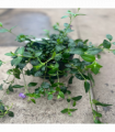 Vinca minor atropurpureum Purple (Periwinkle) 9cm / 2L