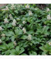 Pachysandra terminalis 9cm / 2L