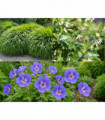 Dylan's Top 3 Plants For A Shady Spot (Instagram Post 14/08)
