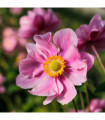 Anemone hupehensis 'Serenade' 3L