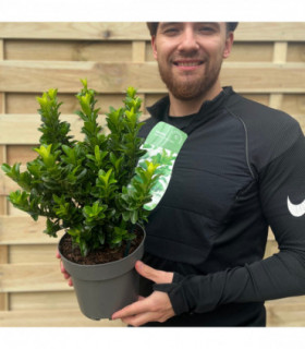 Euonymus japonicus 'Green Spire'.