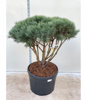 Pinus sylvestris Watereri Umbrella 180cm incl. 230L growers pot