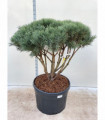 Pinus sylvestris Watereri Umbrella 180cm incl. 230L growers pot
