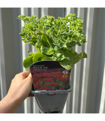 Sedum 'Autumn Joy' 9cm