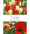 Tulip Dwarf Rockery Mixed Bulbs 7 Bulbs