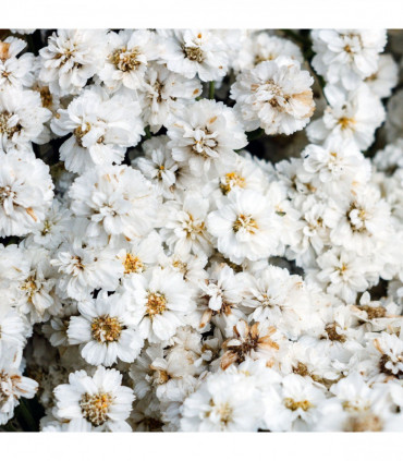 Achillea ptarmica 'The Pearl' 9cm Pot