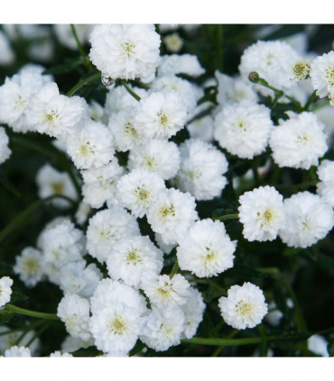 Achillea ptarmica 'The Pearl' 9cm Pot