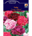 Tulip Exotic Blend (6 Bulbs)