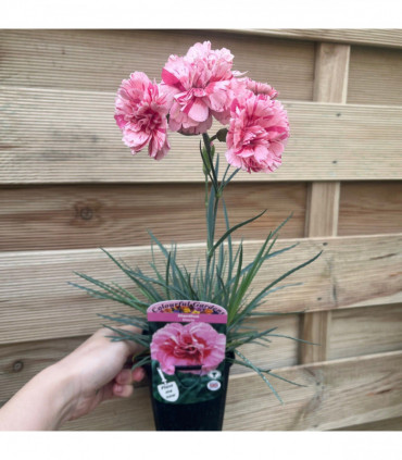 Dianthus 'Doris' 9cm