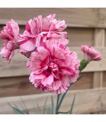 Dianthus 'Doris' 9cm