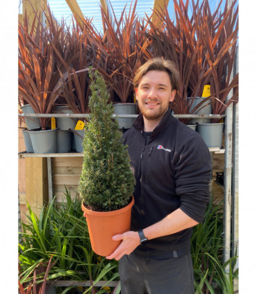 Yew Cone - Taxus Baccata Cone 70-80cm