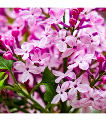 Syringa 'Josee' (Reblooming Lilac) 4L