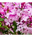 Syringa 'Josee' (Reblooming Lilac) 4L