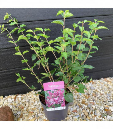 Syringa 'Josee' (Reblooming Lilac) 4L