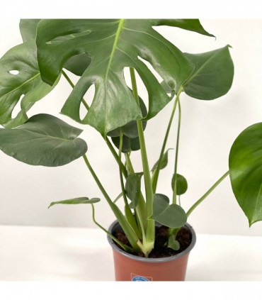 Monstera Deliciosa (Swiss Cheese) 50-60cm Tall
