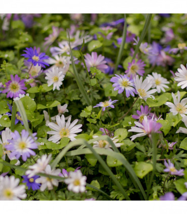 Anemone Blanda Mixed (15 Bulbs)