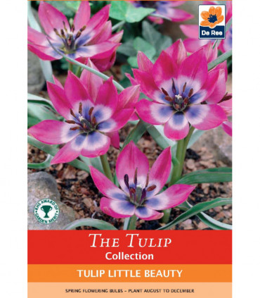 Tulip linifolia 'Little Beauty' (8 Bulbs)