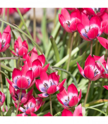 Tulip linifolia 'Little Beauty' (8 Bulbs)