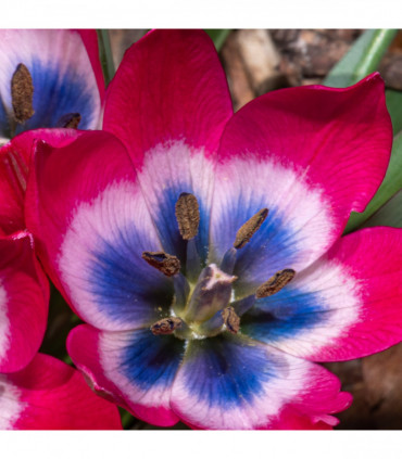 Tulip linifolia 'Little Beauty' (8 Bulbs)