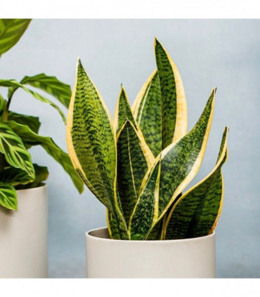 Sansevieria Futura Superba | Mother In Laws Tongue (Snake Plant) 35-40cm